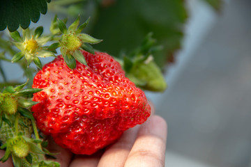 Man harvesting big fresh red Strawberry on a  hand  in a farm. Strawberry farm field during harvest season.