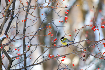 Snow Winter landscape  in the park. The bird Tit with beautiful yellow and blue feathers sits in...