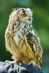 Portrait of an eurasian eagle-owl sitting on a glove