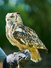 Portrait of an eurasian eagle-owl sitting on a glove