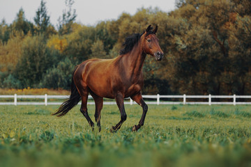 Bay horse galloping across the field