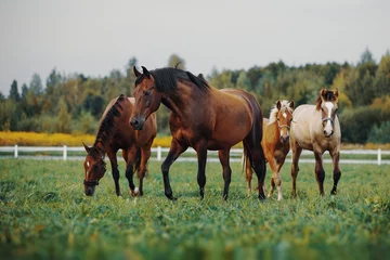 Foto op Plexiglas Horses in the herd © julia_siomuha