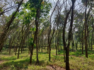 trees in the park