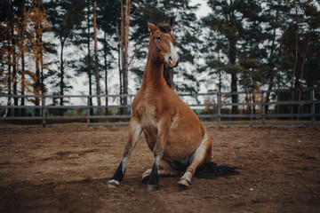 Bay horse sits in the sand