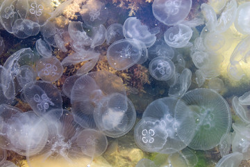 Obraz premium Aurelia aurita, jellyfish of Crimea, black sea jellyfish, plankton
