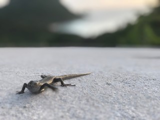 lizard on rock