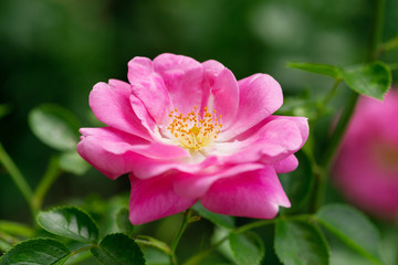 pink rose flower in a garden