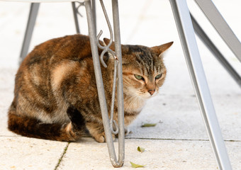 El gato descansa debajo de la mesa