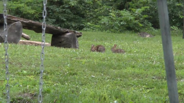 Rabbits Eat Together at a Park