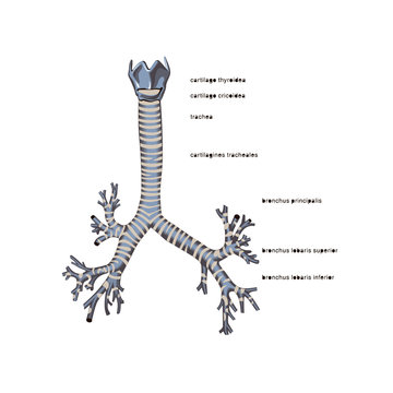 Trachea isolated flat vector illustration