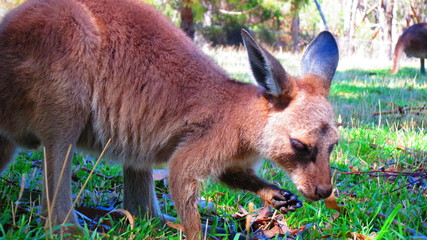kangaroo in australia