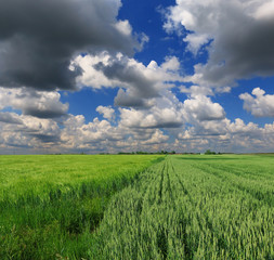green wheat field