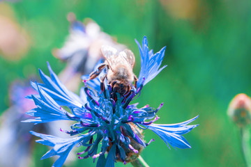 bee