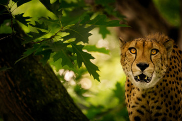 Gepard mit offenem Maul und hypnotischem Blick auf Baum guckt fokussiert in die Kamera.