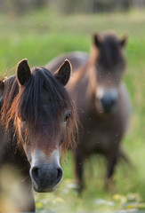 Exmoor Ponies