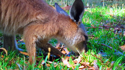 kangaroo in australia