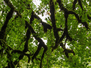 Dark branches of maple like arteries