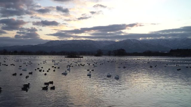 朝焼けと白鳥（新潟県阿賀野市瓢湖）