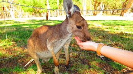 kangaroo in australia