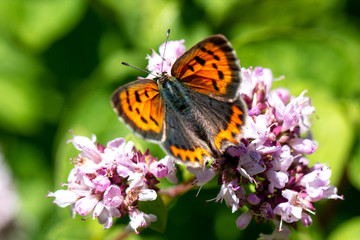 Obraz premium butterfly