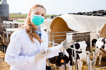 Veterinarian inspecting calves in dairy farm