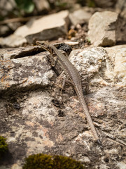 Brown rock lizard, lat. Lacerta saxicola with a broken tail on the stones.