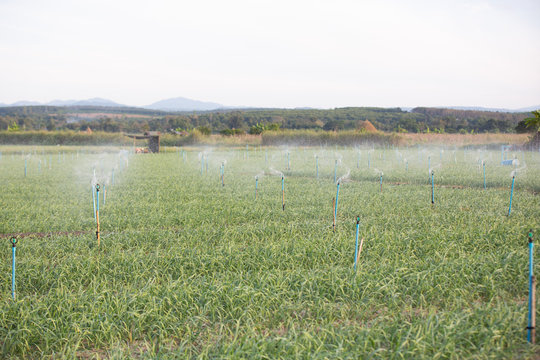 The onion farming plot with water droplets from the outside spiners
