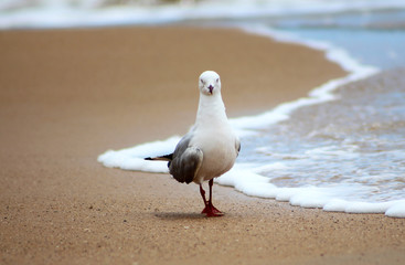 A Silver Gull (Chroicocephalus novaehollandiae) walking on a beach of Phillip Islalnd, Southern Australia, Victoria.