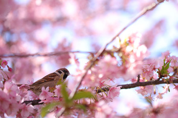 河津桜