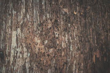 wood texture background