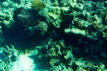 Fototapeta na wymiar A thriving,healthy coral reef covered in hard corals, soft coral with abundant fish life. toned.