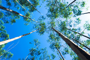 sky seen among the leaves of the trees