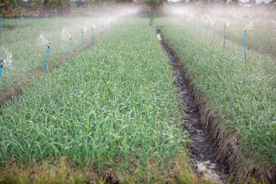 The onion farming plot with water droplets from the outside spiners