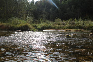 river in the forest