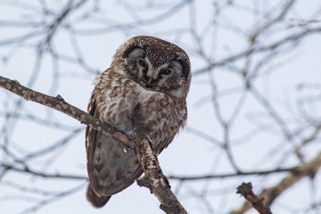 Tengmalm's owl