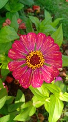 Flowers volume 235655