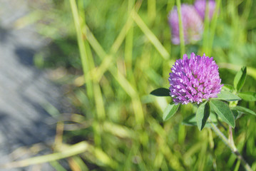 草花　春　素材