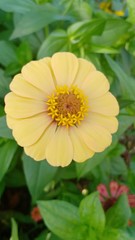 Flowers  volume 965655555