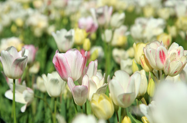 Blumenwiese im Fr&uuml;hling