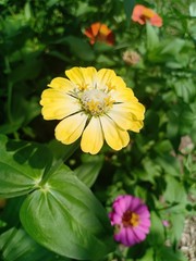 Zinnia volume 555555