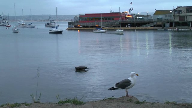 A Seagull Stands in front of Wharf