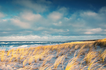 European beachgrass on the coastline dunes at golden sunset light and color tones with beach landscape on a moody warm day. German Baltic Sea Weststrand coastline at Fischland-Darss-Zingst