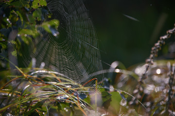 Cobweb in the gentle light of the dawn. Spring, gentle, soft light through the web