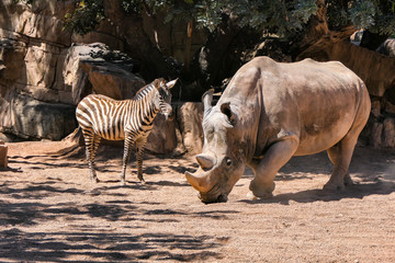 Rhino and zebra in natural savannah habitat