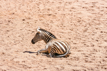Fototapeta na wymiar Zebra lying on the ground resting on a hot sunny day