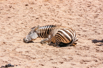 Fototapeta na wymiar Zebra lying on the ground resting on a hot sunny day