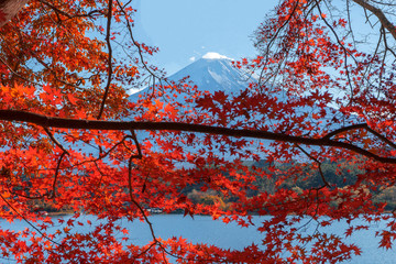 Mountain Fuji with blurred maple leaves in foreground at lake Kawaguchiko ,Yamanashi Prefecture is one of tourist spot in Japan.