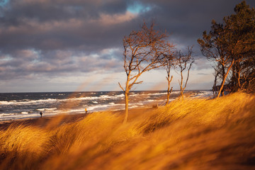 Colorful sunset beach dunes scene with pine tree forest at the coastline and ocean view and grass...