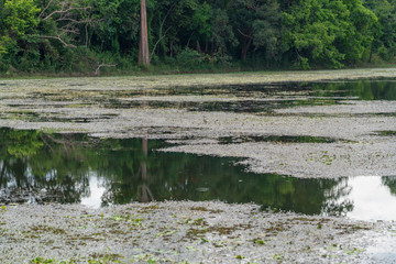 A pond at Neak Pean