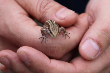 lizard in warm hands